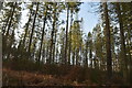 TQ3135 : Conifers, Worthlodge Forest by N Chadwick