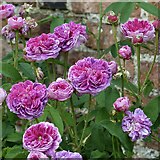 ST2885 : Frilly roses, Tredegar House Gardens by Robin Drayton
