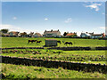 Horses in a Field near Beadnell