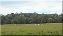 SS8978 : Grazing and woodland between Bridgend and Merthyr Mawr by eswales