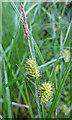 Bladder Sedge (Carex vesicaria)