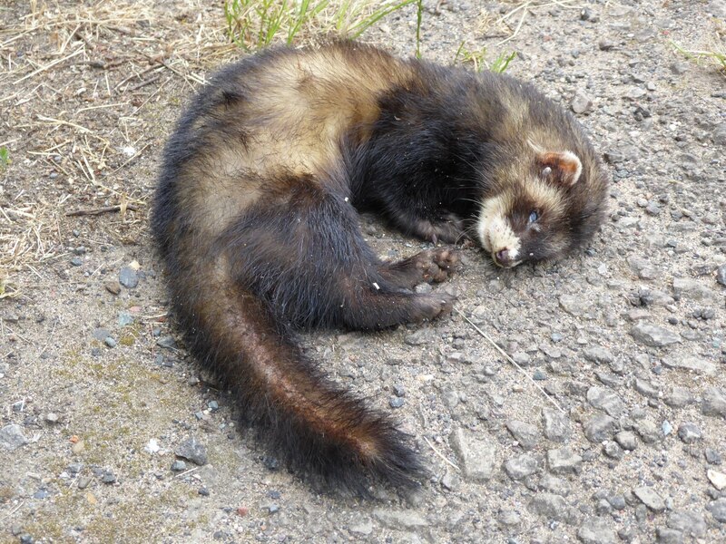 Dead polecat © Philip Halling :: Geograph Britain and Ireland