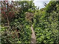 Fuchsia adds colour to the Coast Path