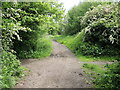 The lanes around Kington Langley