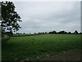 Grass field and Jericho Farm