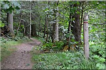 NT2840 : Forest trails at Glentress by Jim Barton