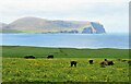 Cattle pasture at Outertown