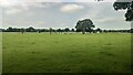 Field south of Green Common Lane