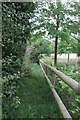 Absurdly narrow and overgrown footpath by the drive to Tower Farm