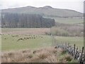 Farmland, Craiglaw