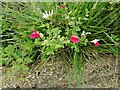 Salvia flowers on Gurney Drive, Hampstead Garden Suburb