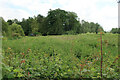 Wild area in West Stow