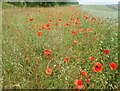 TQ6561 : Poppies at the top of a cornfield by Marathon