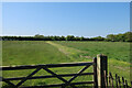 Path through grassland