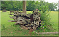 Tree stump near Henbury