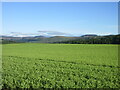 Large field near Craigie