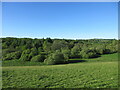 Woodland south of the Lunan Burn