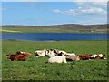 Resting cattle above Hundland Loch