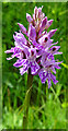 Common Spotted Orchid (Dactylorhiza fuchsii)