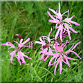 Ragged Robin (Silene flos-cuculi)