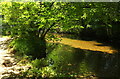 SX7349 : River Avon at Woodleigh Wood by Derek Harper