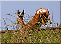 A roe deer by the East Coast Railway Line