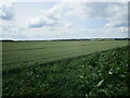TL1890 : Wheat field, Hod Fen by Jonathan Thacker