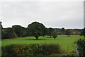 Trees in field