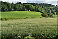 Farmland and woods south of Cockerhurst Road