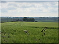 Barley field near Waterton