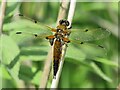 TL5670 : Four Spot Chaser Dragonfly by Colin Smith