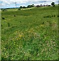 View over pasture