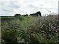 TL1990 : Musk Mallow and Halfway House by Jonathan Thacker
