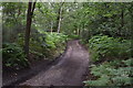 Track into the woods at Sandpit Hill