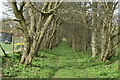 Tree lined green lane