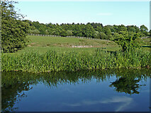 SJ9314 : Canal, pasture and woodland in Staffordshire by Roger  D Kidd