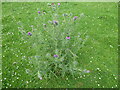 Thistle in a field near Prees station