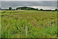 Dark skies, Killycurragh