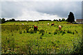 Cattle in rushy ground, Racolpa