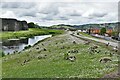 Caerphilly Castle: Canada geese on the grassy bank opposite the castle