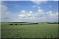 Wheat fields near Branston