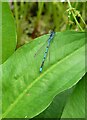 Azure damselfly