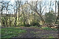 Footpath by small woodland