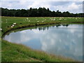 SJ5603 : Sheep in field adjacent to farm reservoir by John H Darch