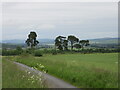 Line of Scots Pines