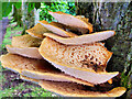 Bracket Fungus on a tree at Aysgarth