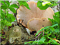 Bracket Fungus at Aysgarth