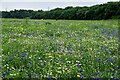 Wild flower meadow