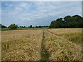 Footpath line across a cornfield