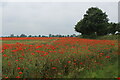 SE5554 : Poppies in a Field beside Common Croft Lane by Chris Heaton